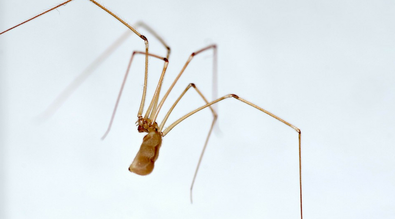 ukąszenie pająka, ukąszenie przez pająka, pustelnik brunatny, amputacja nogi