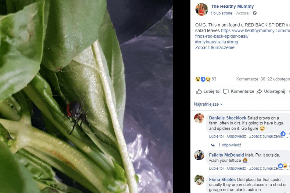 jadowity pająk w bazylii, bazylia, Latrodectus hasselti