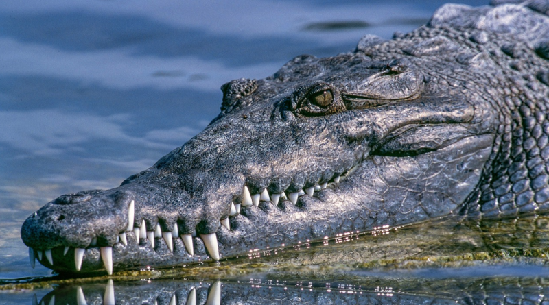 krokodyla